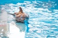 A young Dolphin is smiling and playing in the pool.