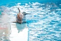 A young Dolphin is smiling and playing in the pool.