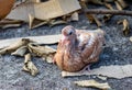 A young domestic baby pigeon sitting on the concrete floor under the nest Royalty Free Stock Photo