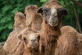 Young domestic bactrian Camel