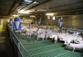 Industrial pig farm for breeding little hogs Royalty Free Stock Photo