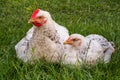 Young domestic chickens sitting on the green grass