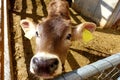 Young domestic cow bull (calf) in Switzerland Royalty Free Stock Photo