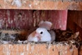 Young domestic dove sitting in wooden handmade nest Royalty Free Stock Photo