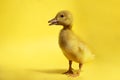 Young domestic duckling on a yellow background Royalty Free Stock Photo