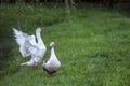 Young domestic geese grazing on a lush meadow