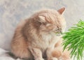 Young domestic ginger cat eating fresh grass