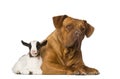 Young domestic goat and a Dogue de Bordeaux