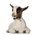 Young domestic goat