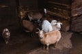Young domestic goats, different colors, close-up. Agriculture, livestock, farm. Royalty Free Stock Photo