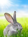 Grey rabbit in green grass Royalty Free Stock Photo