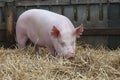 Young domestic peaceful happy pig runs in the pigpen Royalty Free Stock Photo
