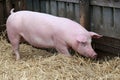 Pink colored domestic pig breeding at animal farm Royalty Free Stock Photo