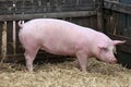 Young domestic peaceful happy pig standing in the pigpen Royalty Free Stock Photo