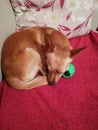 Young domestic pet sleeps on the sofa with its green balls for dogs,Chihuahua on a red blanket