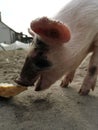 a young domestic pig eats grass in a meadow