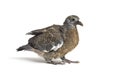 Young domestic pigeon falling out of the nest, against white