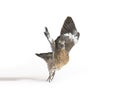 Young domestic pigeon falling out of the nest taking its first take off, learning to flight