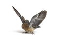 Young domestic pigeon falling out of the nest taking its first take off, learning to flight Royalty Free Stock Photo