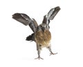 Young domestic pigeon falling out of the nest taking its first take off, learning to flight, against white Royalty Free Stock Photo