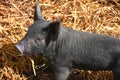 Young Domestic Piglets