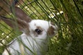 Young domestic rabbits