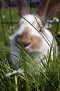 Young domestic rabbits