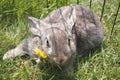 Young domestic rabbits