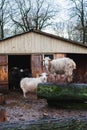 Young domestic rams, sheep, close-up. Agriculture, animal husbandry, farm.