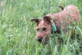 Young domestic red-haired pet puppy purebred Irish Terrier dog walks outdoors in nature in the summer in the grass in