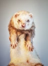 Ferret with muddy muzzle Royalty Free Stock Photo