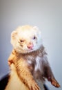Ferret with muddy muzzle Royalty Free Stock Photo