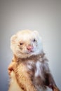 Ferret with muddy muzzle Royalty Free Stock Photo