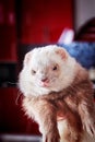 Young dometsic ferret with muddy muzzle Royalty Free Stock Photo