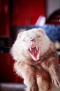 Young dometsic ferret with muddy muzzle Royalty Free Stock Photo