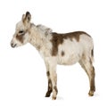 Young donkey