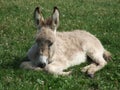 Young Donkey