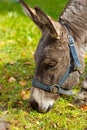 Young donkey eating green grass on a sunny day Royalty Free Stock Photo