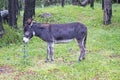 Young donkey eating thistle in valley near Elbrus Royalty Free Stock Photo