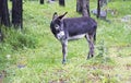 Young donkey eating thistle in valley near Elbrus Royalty Free Stock Photo