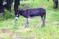 Young donkey eating thistle in valley near Elbrus Royalty Free Stock Photo