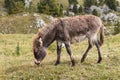 Young donkey grazing