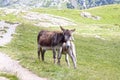 Young donkey with its mother in the mountain Royalty Free Stock Photo