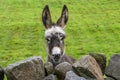 Young donkey looking over stone wall.