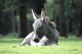 Young donkey lying on the grass in a wildlife park