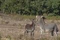 Young donkey with donkey mother in the countryside Royalty Free Stock Photo