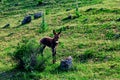 Young donkey on a mountain pasture, with green grass. Country landscape. Royalty Free Stock Photo