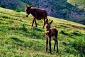 Young donkey on a mountain pasture, with green grass. Country landscape.