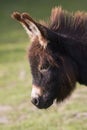 Young Donkey portrait