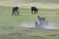 Young donkey rolling in dust Royalty Free Stock Photo